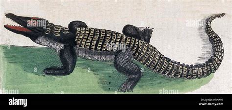  The Rat and the Crocodile:  A 16th Century Egyptian Folktale Exploring Greed and Unexpected Alliances!