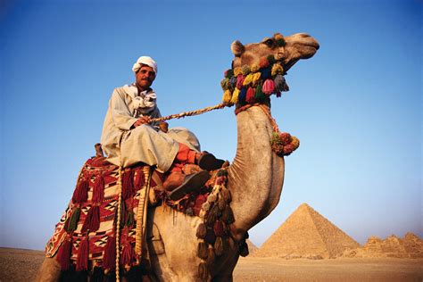  The Cut-Throat Camel: A Journey Through Ancient Egyptian Wisdom and Whimsy!