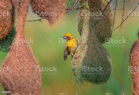  Why the Weaverbird Became Known for its Beautiful Nest: An Exploration of Cultural Identity and Creative Expression through South African Folklore